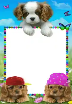 אפקט צילום מהקטגוריה הצעצועים וחיות המחמד שלי № 68642